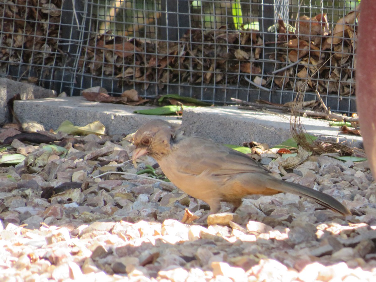 Abert's Towhee - ML641913524