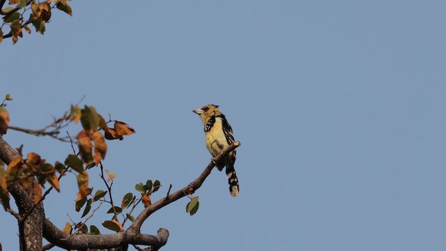 Crested Barbet - ML641913529