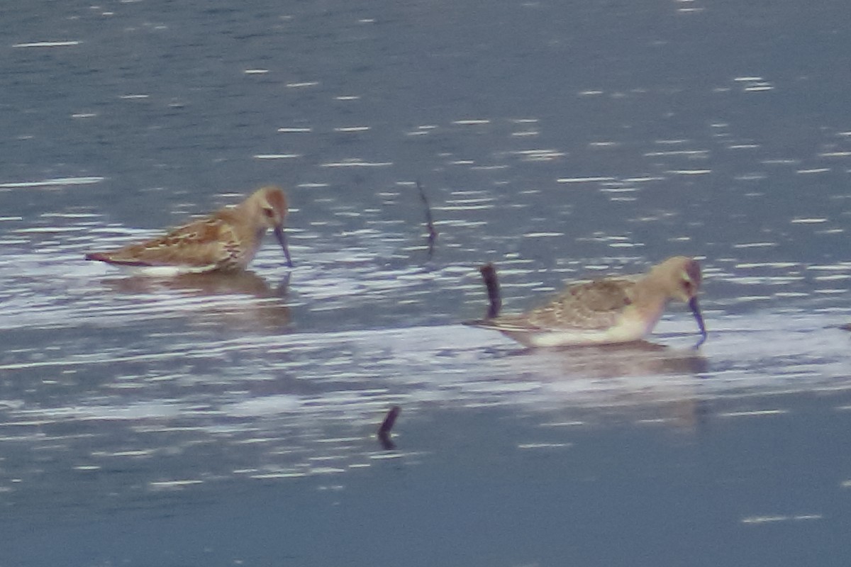 Kara Karınlı Kumkuşu - ML641913534