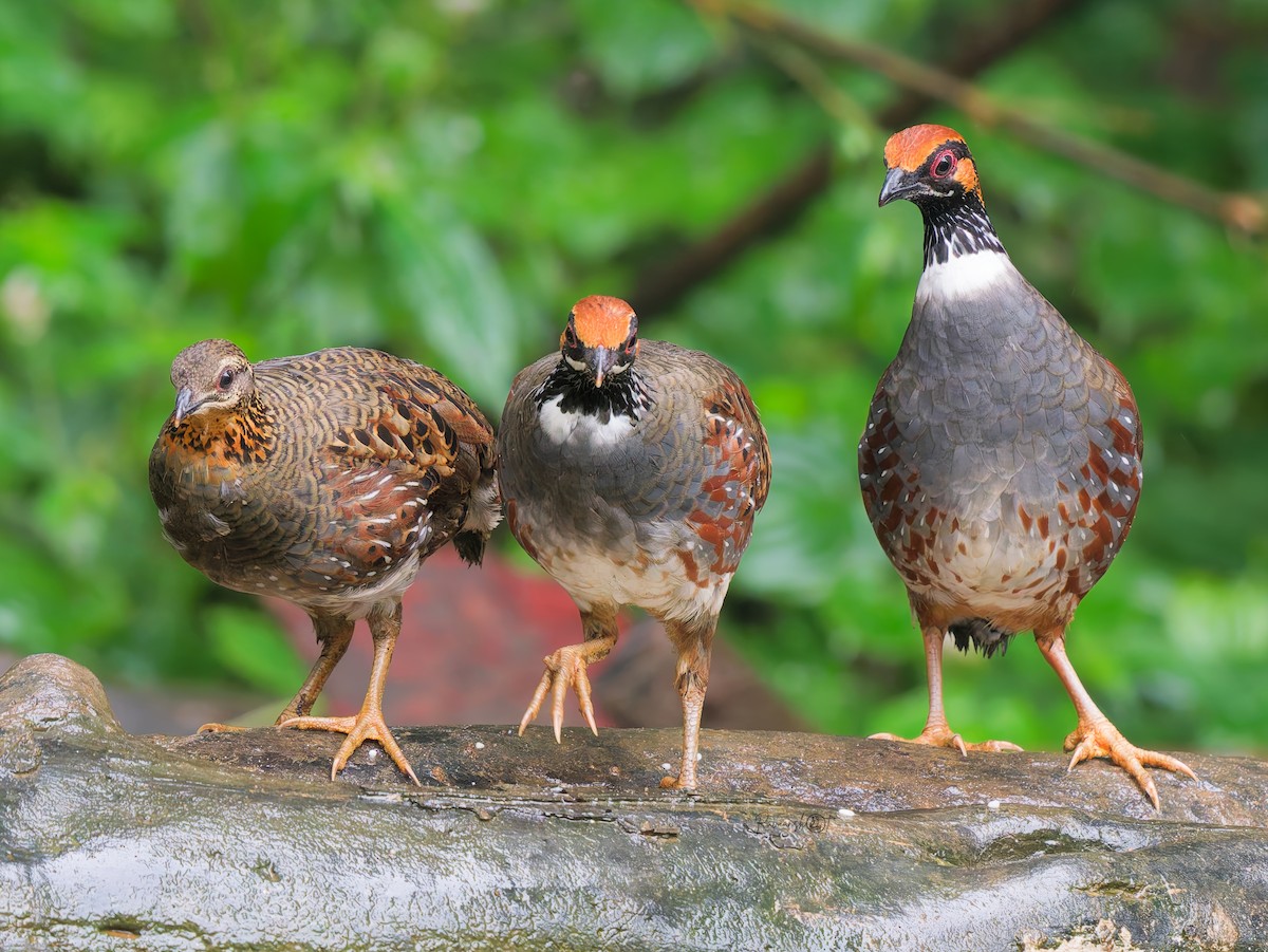 Hill Partridge - ML641913538
