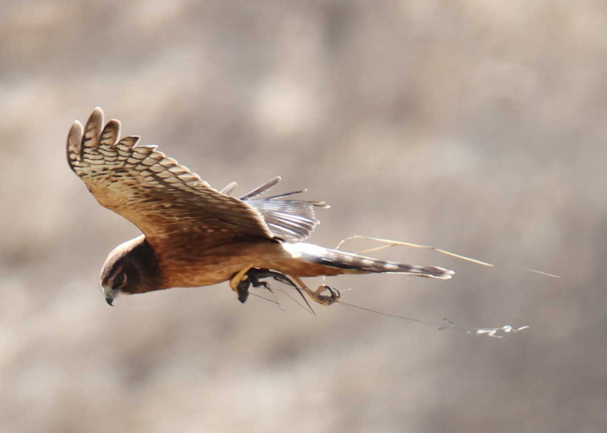 Northern Harrier - ML641913540