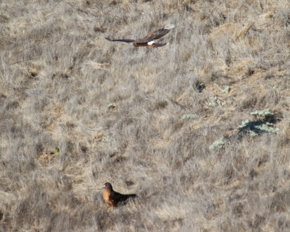 Northern Harrier - ML641913541