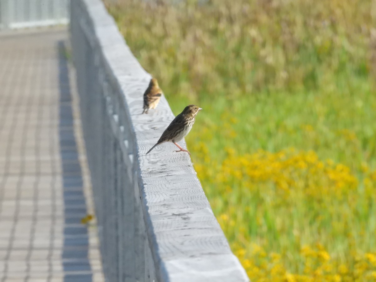 Savannah Sparrow - ML641913546