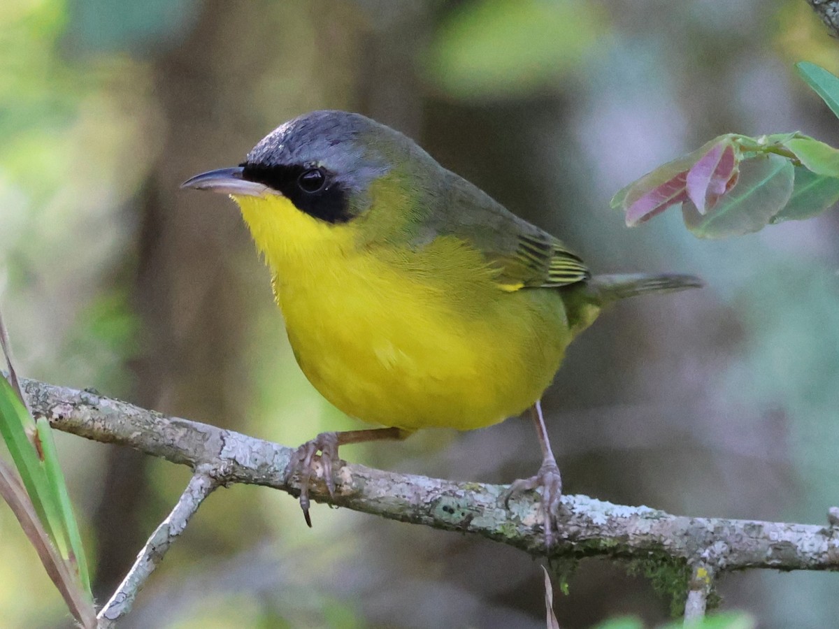 Southern Yellowthroat - ML641913548
