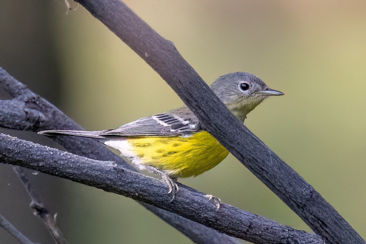 Magnolia Warbler - ML641913551