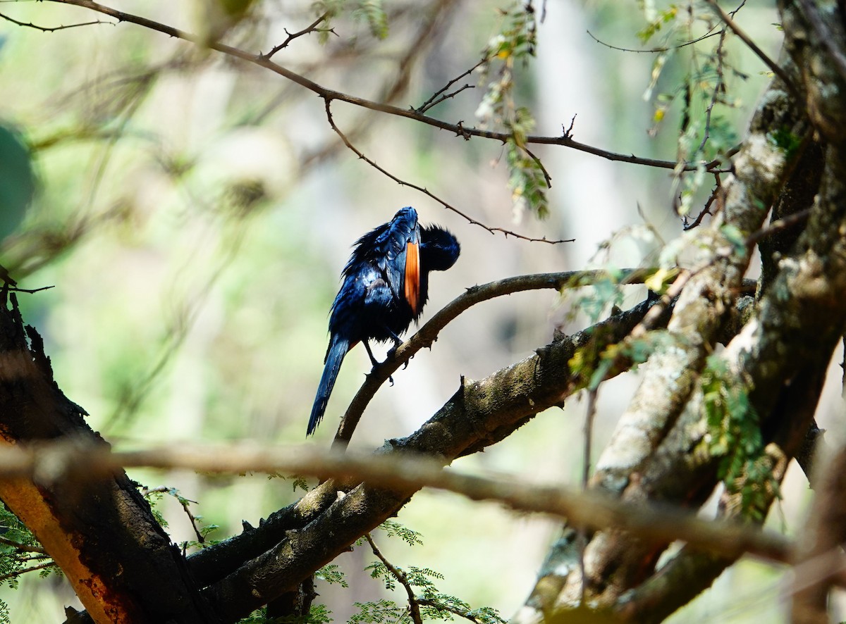 Red-winged Starling - ML641913558