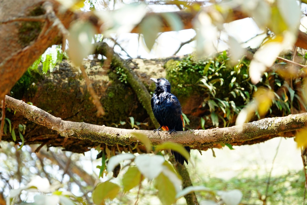 Red-winged Starling - ML641913559