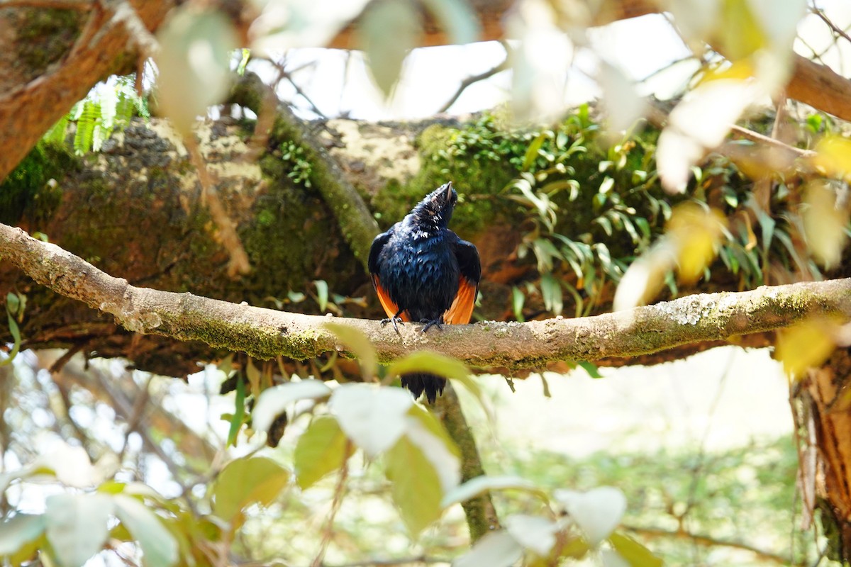Red-winged Starling - ML641913560