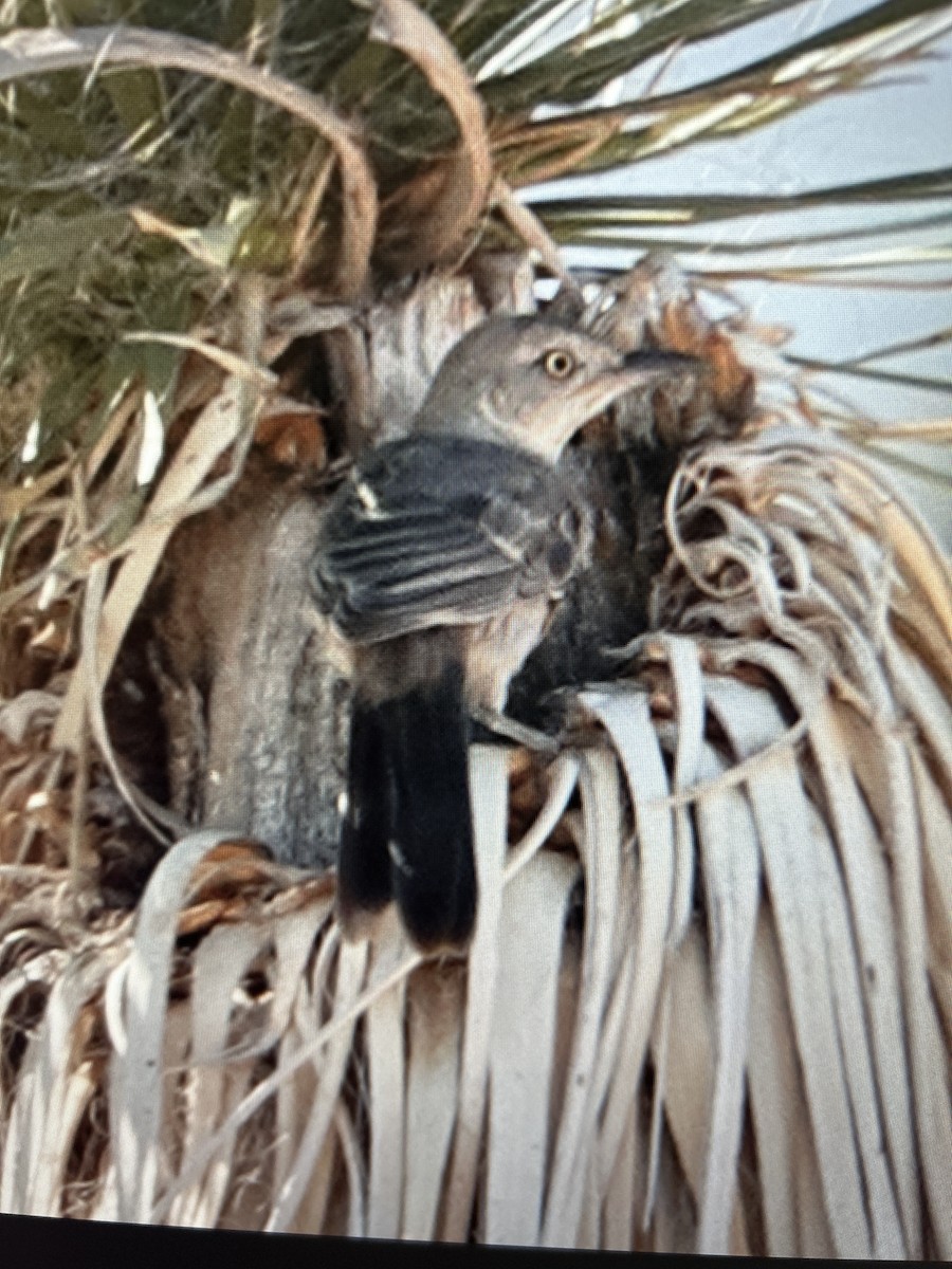 Bendire's Thrasher - ML641913572