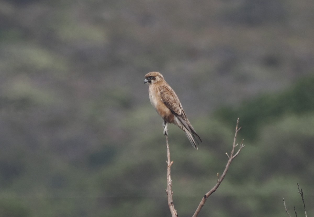 Brown Falcon - ML641913588