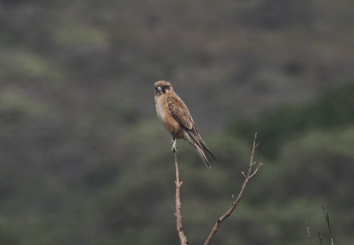 Brown Falcon - ML641913589