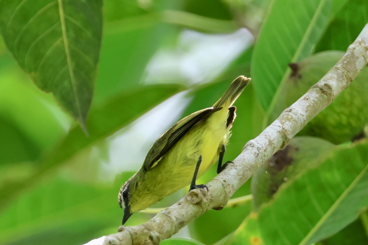 Brown-capped Tyrannulet - ML641913619
