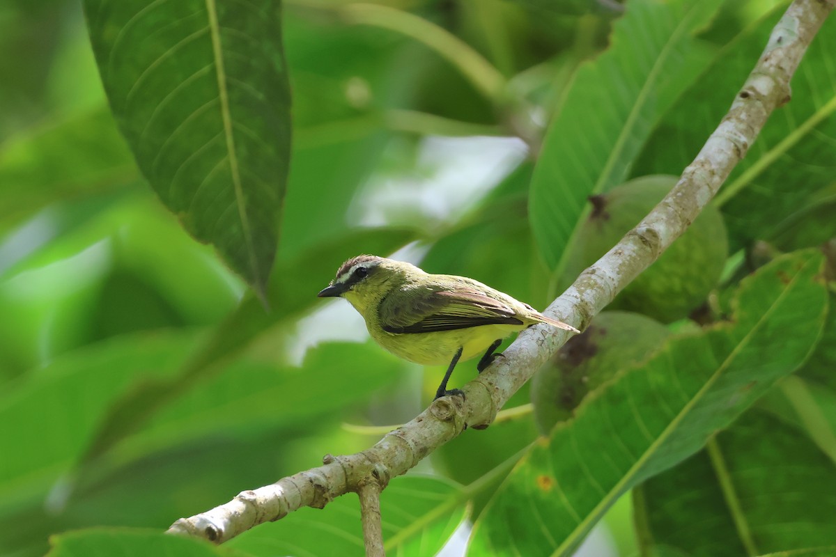 Brown-capped Tyrannulet - ML641913620