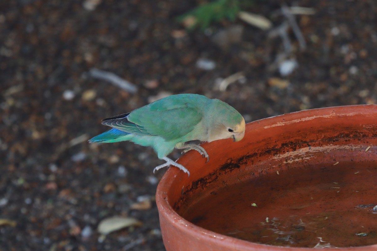 Rosy-faced Lovebird - ML641913641
