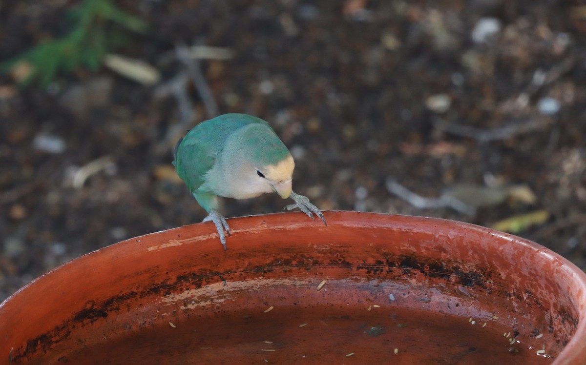 Rosy-faced Lovebird - ML641913642