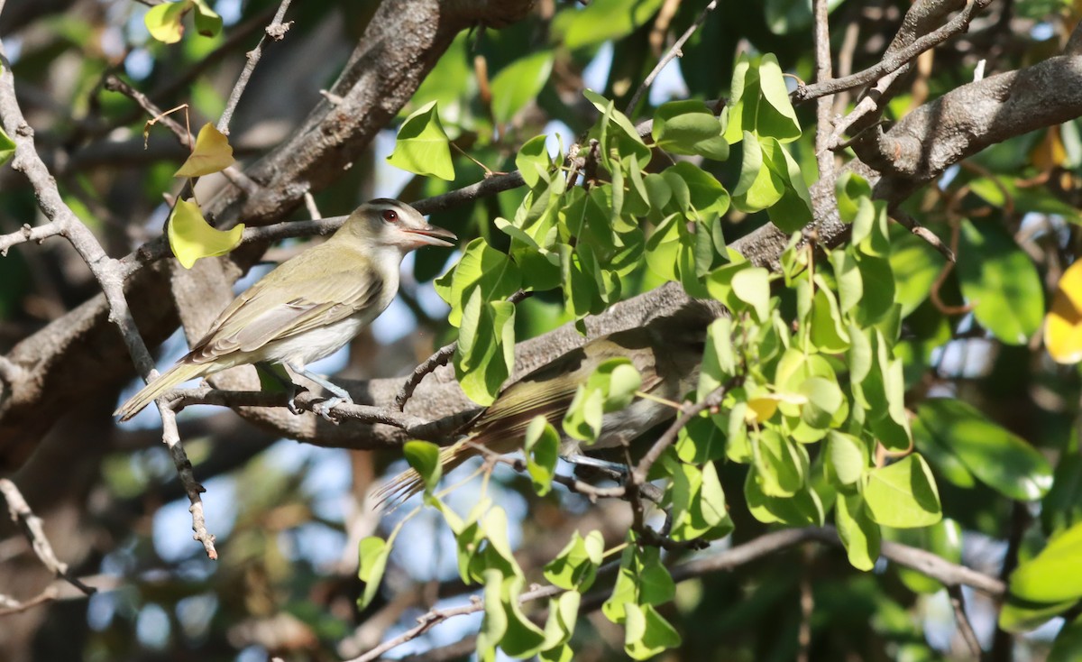 Black-whiskered Vireo - ML641913645