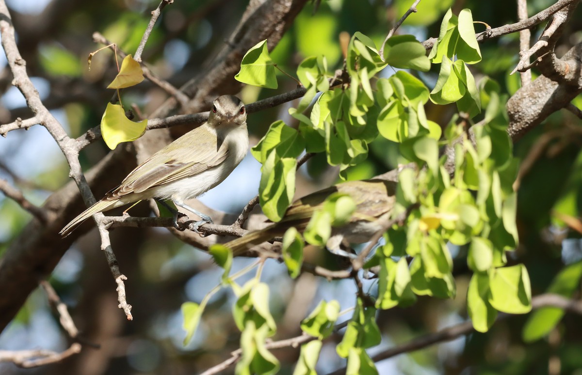 Black-whiskered Vireo - ML641913647