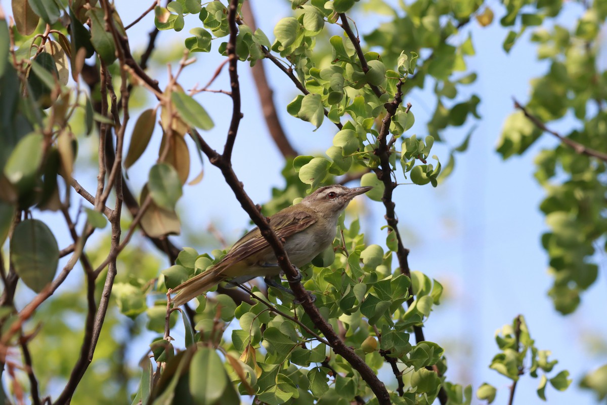 Black-whiskered Vireo - ML641913648