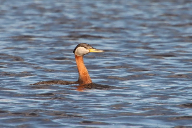 Red-necked Grebe - ML641913651
