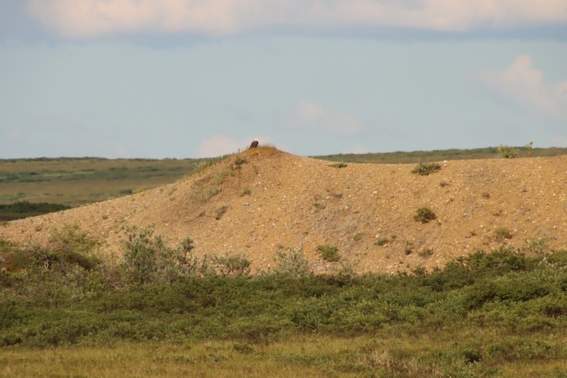 Bald Eagle - ML641913657