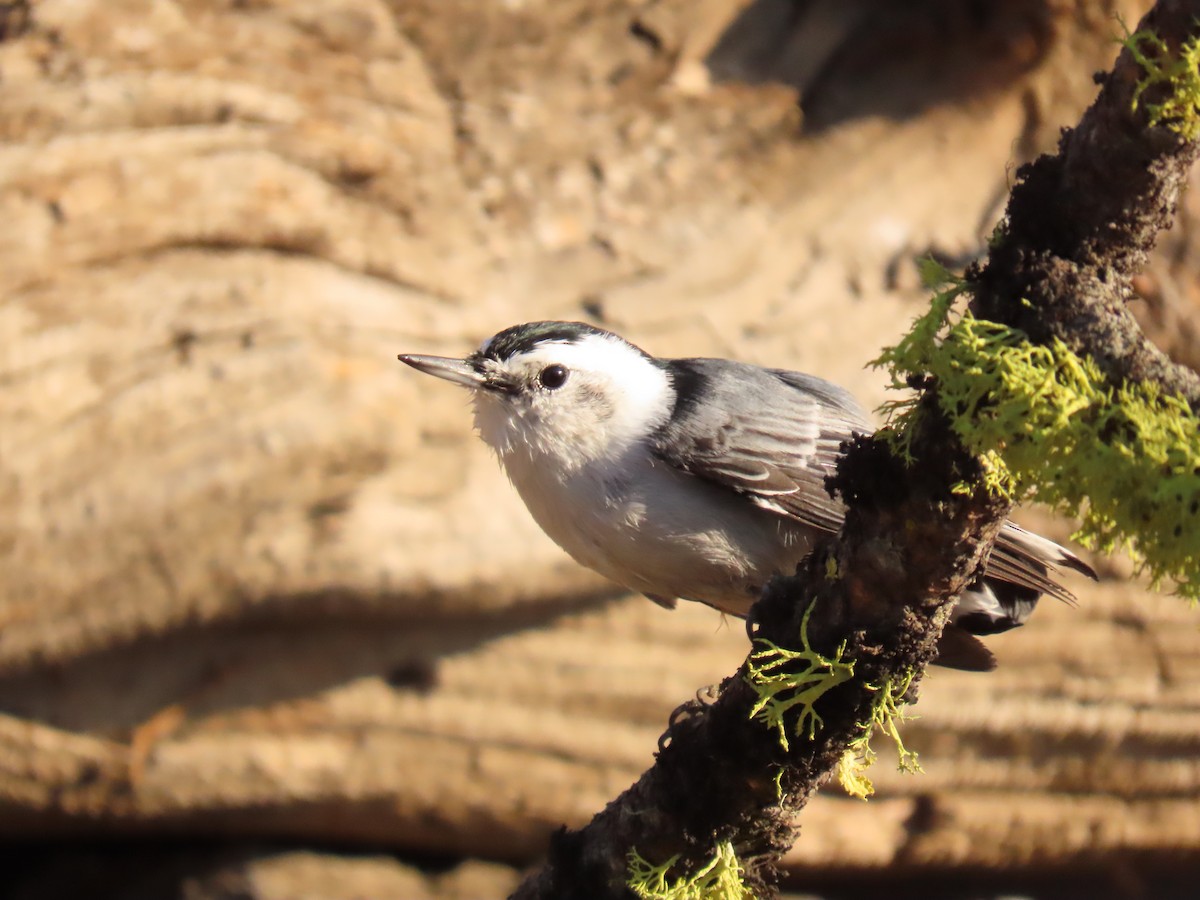 White-breasted Nuthatch - ML641913679