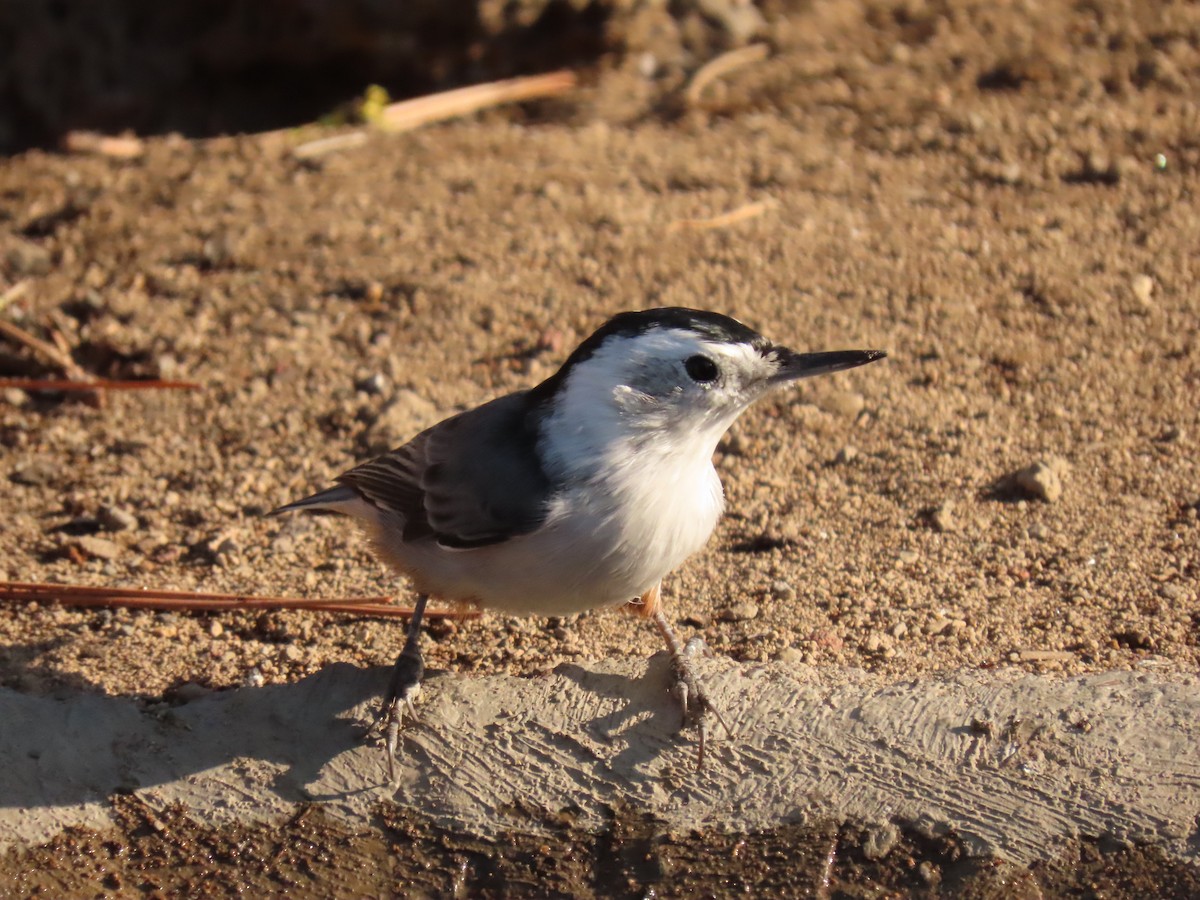 White-breasted Nuthatch - ML641913681