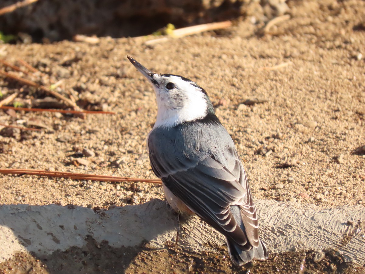 White-breasted Nuthatch - ML641913682