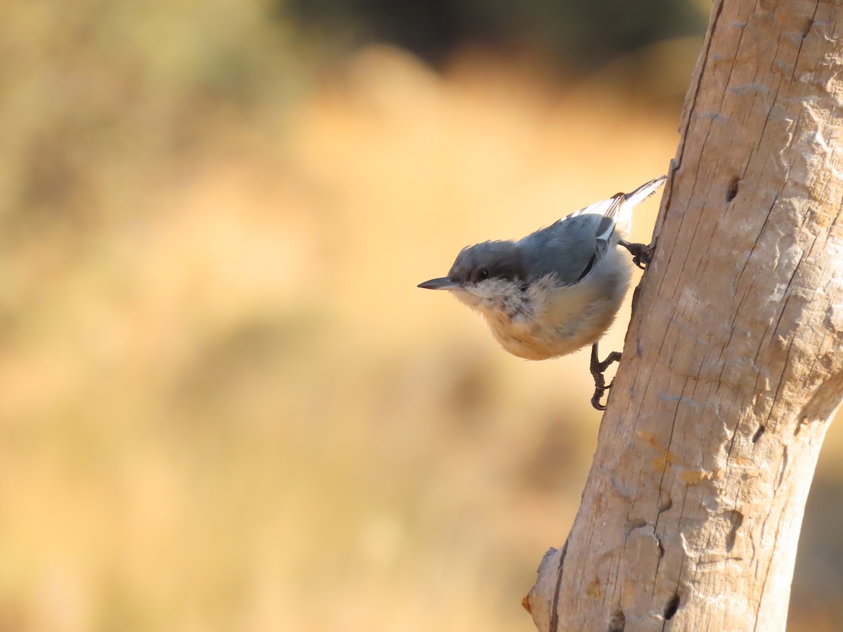 Pygmy Nuthatch - ML641913702
