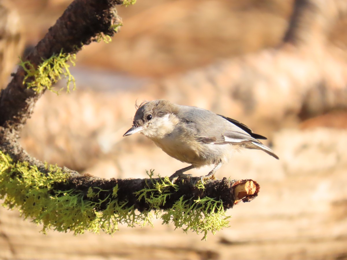 Pygmy Nuthatch - ML641913703