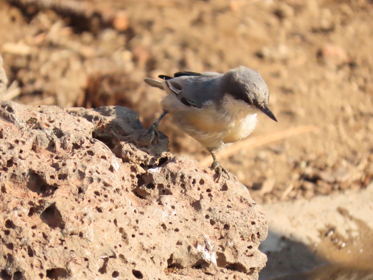 Pygmy Nuthatch - ML641913704