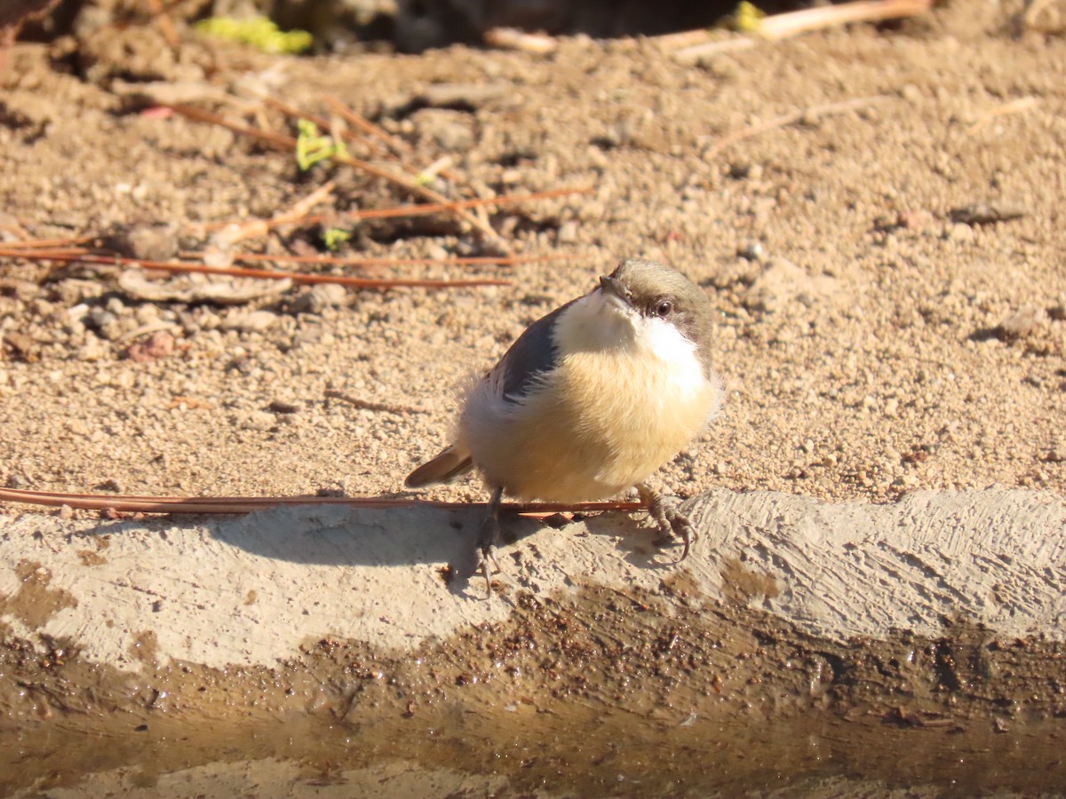 Pygmy Nuthatch - ML641913706