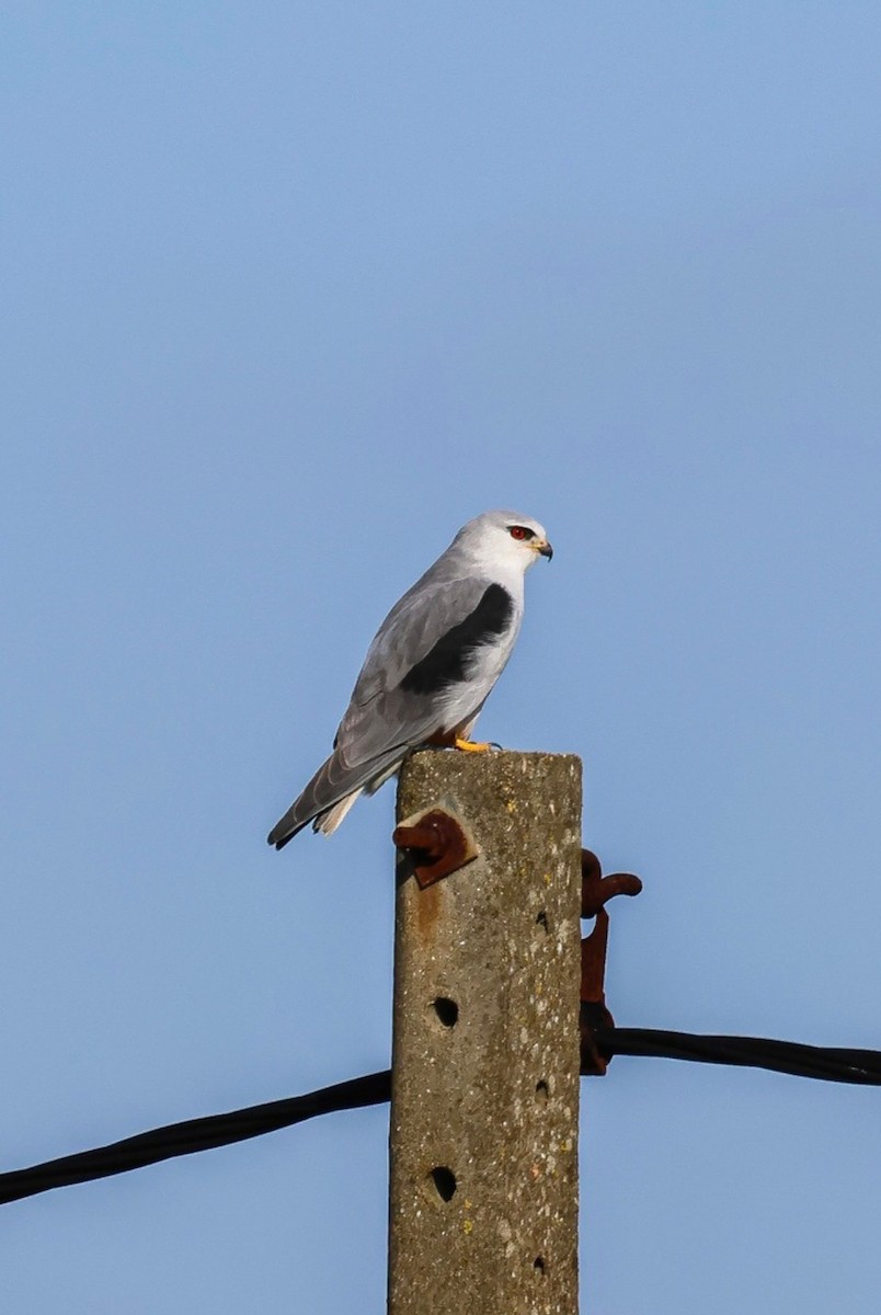 Black-winged Kite - ML641913707
