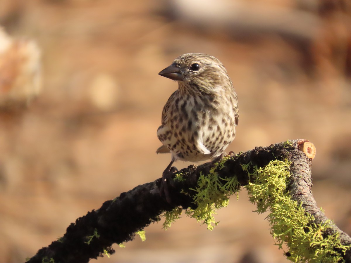 Cassin's Finch - ML641913720