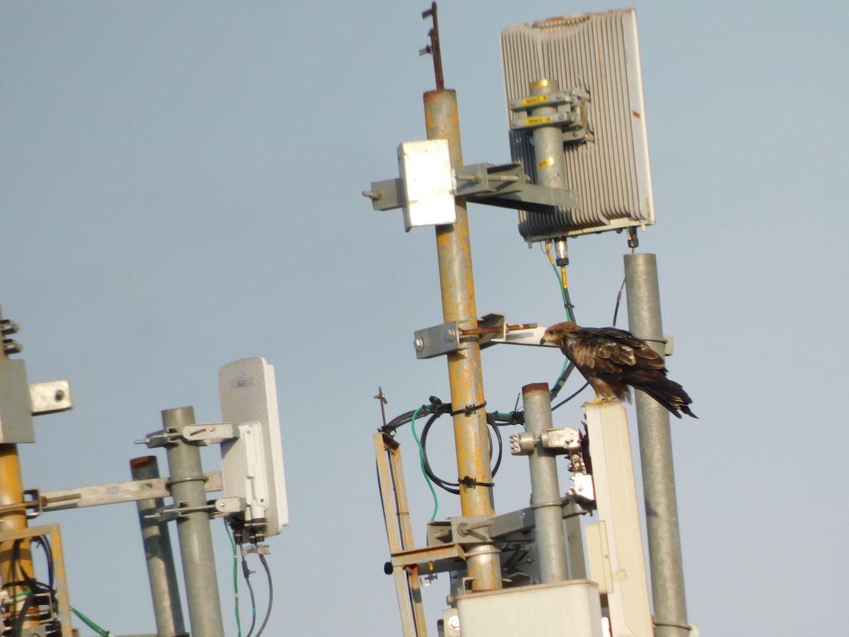 Сохор элээ - ML641913739