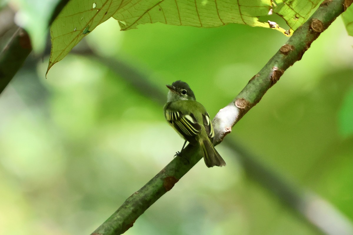 Yellow-green Tyrannulet - ML641913743