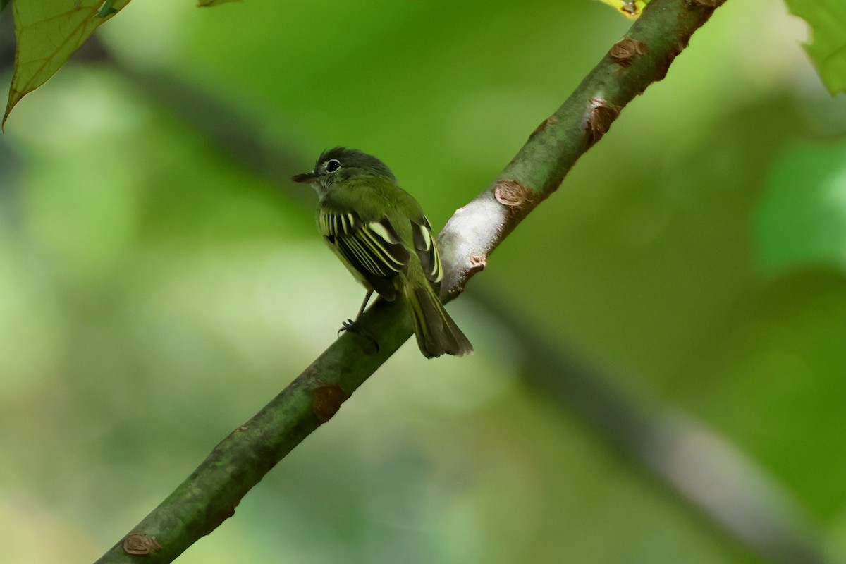Yellow-green Tyrannulet - ML641913744