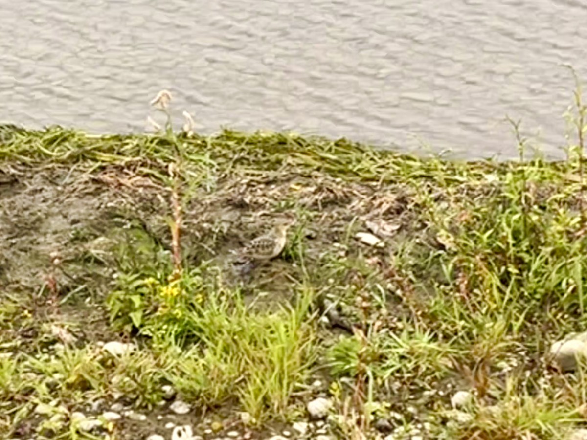 Buff-breasted Sandpiper - ML641913762