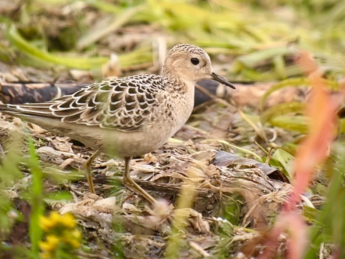 Buff-breasted Sandpiper - ML641913763