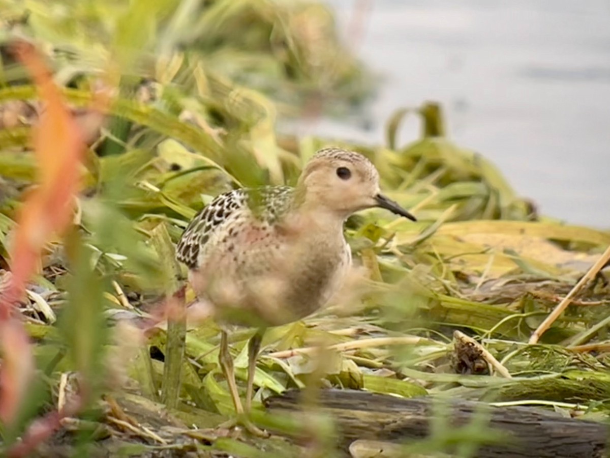 Buff-breasted Sandpiper - ML641913764