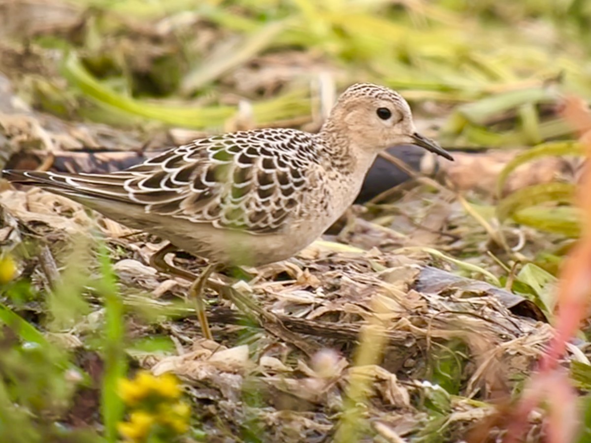 Buff-breasted Sandpiper - ML641913765