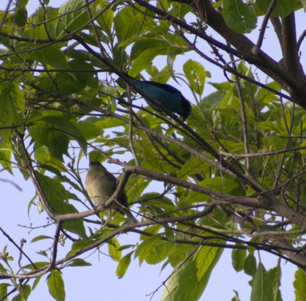 Turquoise Dacnis - ML641913784