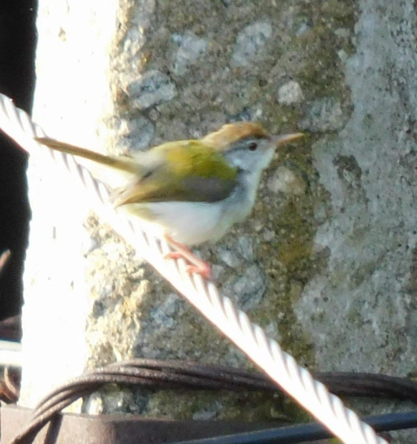 Common Tailorbird - ML641913829