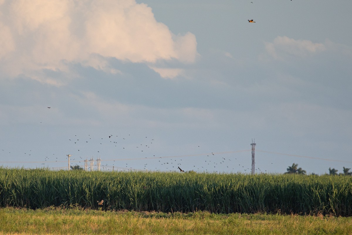 Northern Harrier - ML641913830