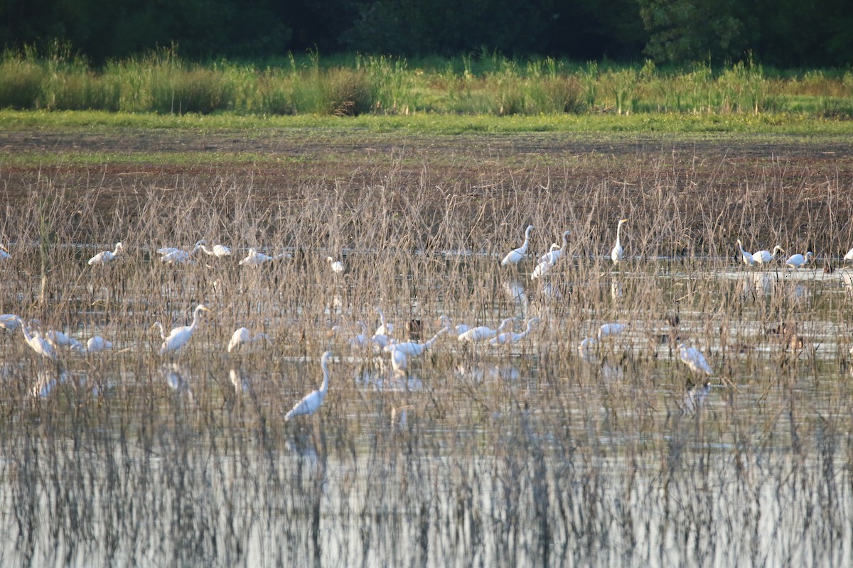 Great Egret - ML641913835