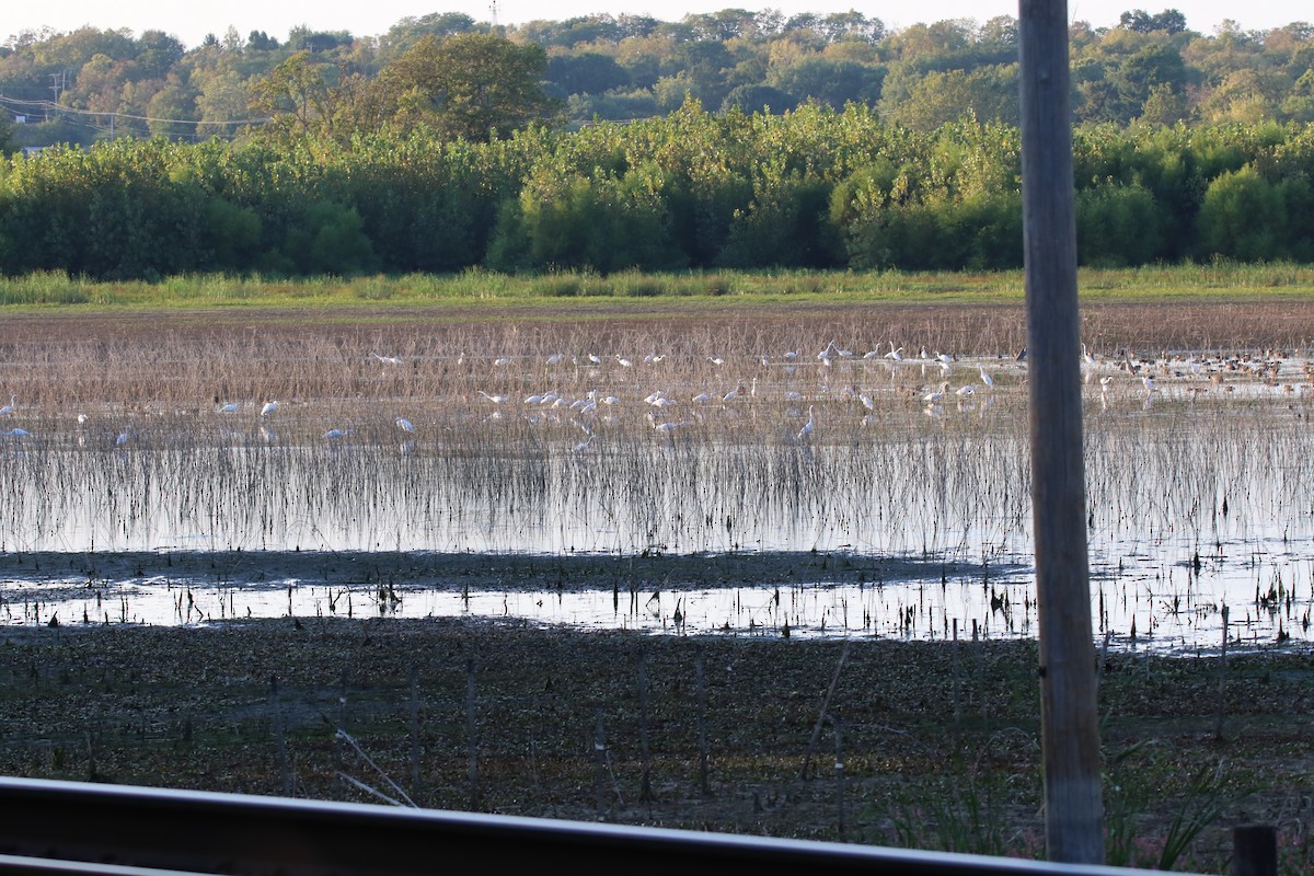 Great Egret - ML641913836