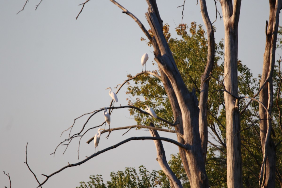 Great Egret - ML641913837