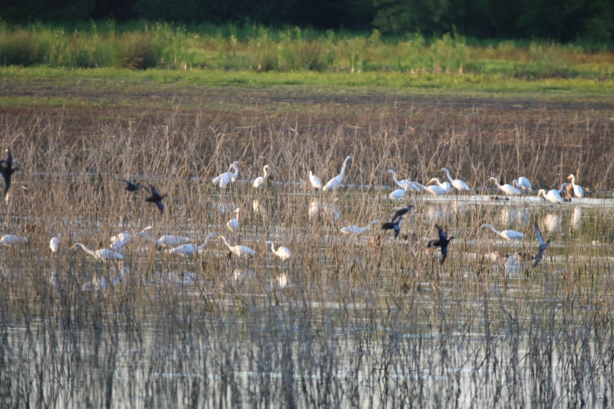 Great Egret - ML641913838