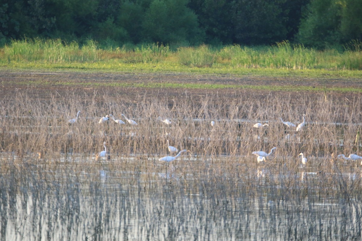 Great Egret - ML641913839