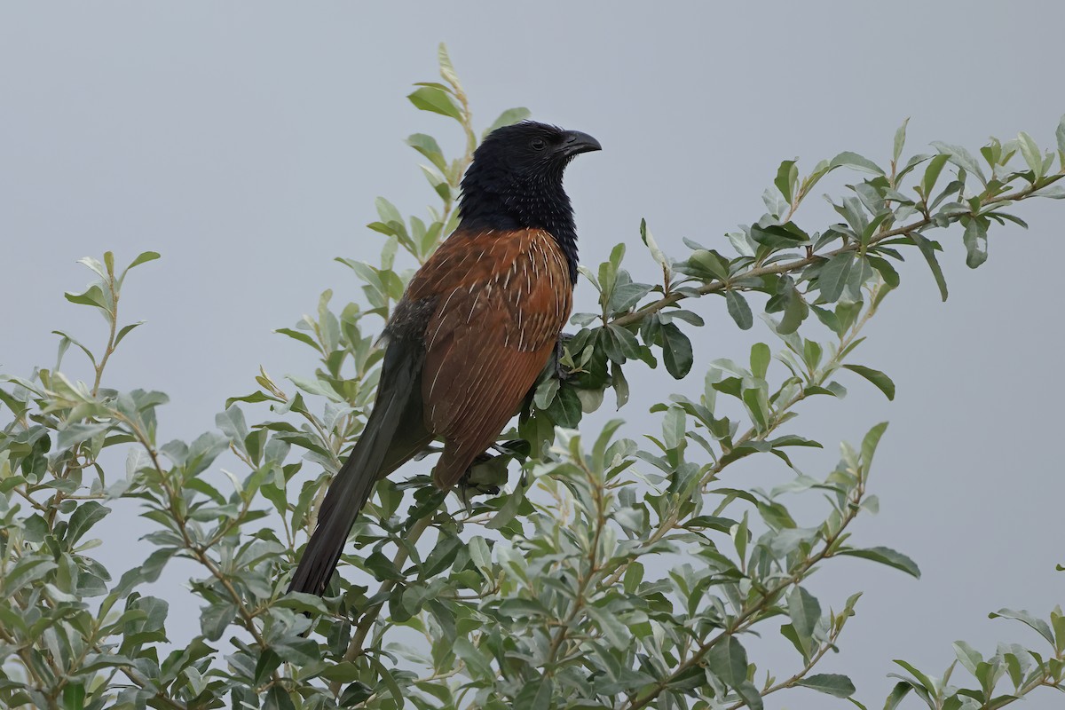 Lesser Coucal - ML641913845