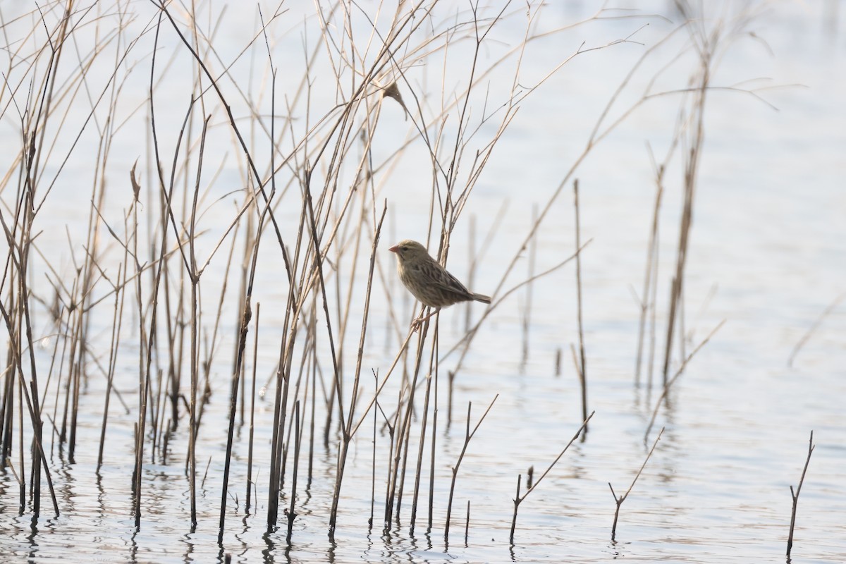 Red-billed Quelea - ML641913848